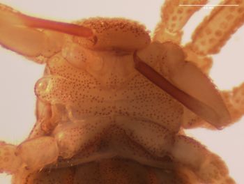 Media type: image;   Invertebrate Zoology 143922 Description: preserved specimen;